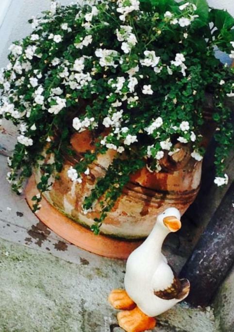 Papere E Tulipani Apartment Vicenza Bagian luar foto